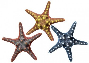 Морская звезда 16,5см Нобби 28315 39779 фото